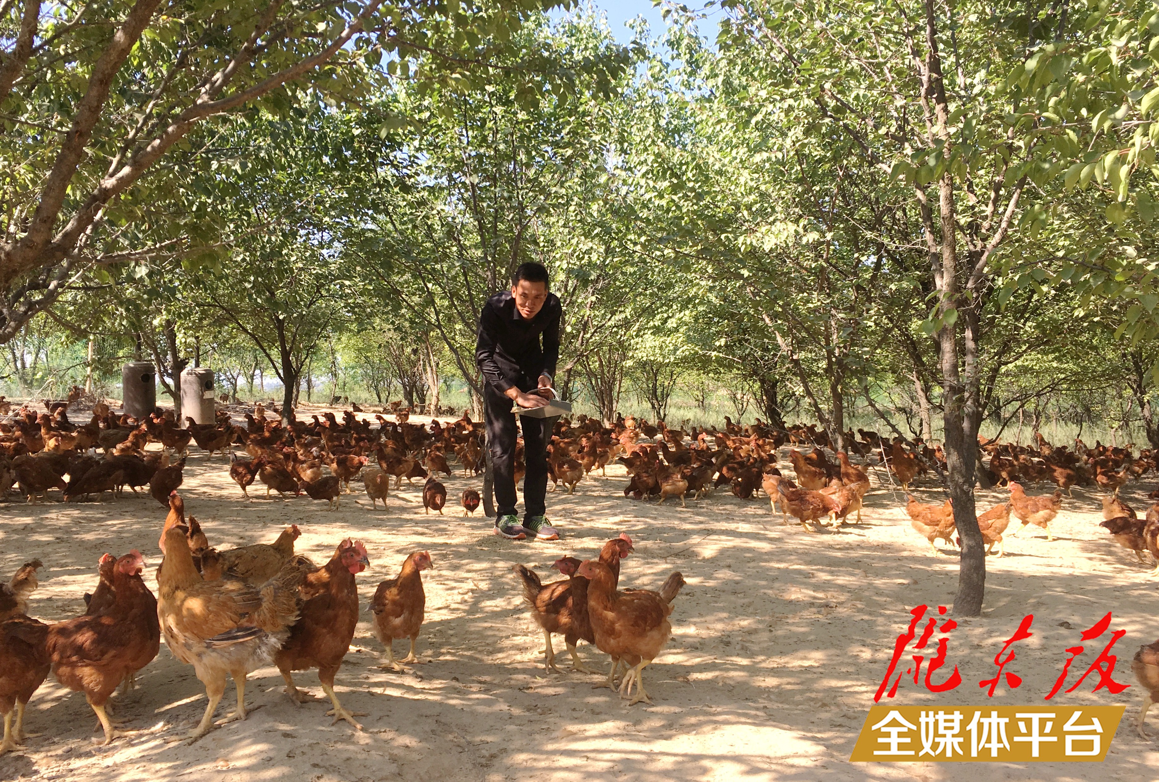 林下生態(tài)雞養(yǎng)殖。 盤小美 攝