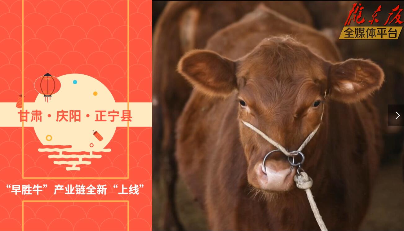【慶陽視頻】目標20萬頭！正寧縣打造西北肉牛養(yǎng)殖大縣