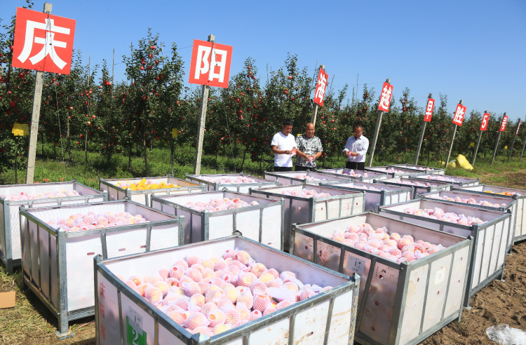 9月20日，慶陽海越農(nóng)業(yè)發(fā)展有限公司早勝基地蘋果喜獲豐收，吸引了外地客商前來采購。圖為客商正在查看果品。特約攝影 李建琪 攝