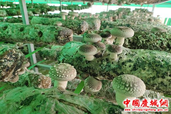 慶城縣：“香菇”棚里種出“好錢景”