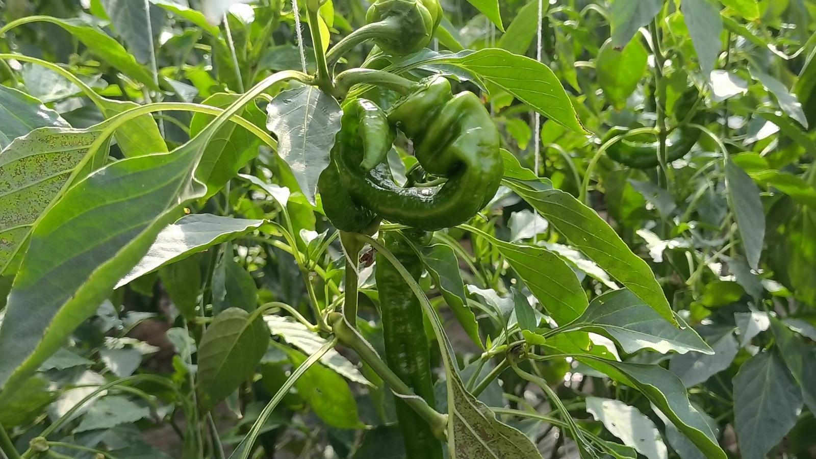 【春潮涌 繪新景丨寧縣篇】把“餐桌配菜”變成“致富主菜”！湘樂鎮(zhèn)奏響鄉(xiāng)村振興“椒”響曲