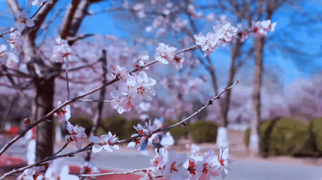 慶陽的春日，舉目晴明，一路春暖花開