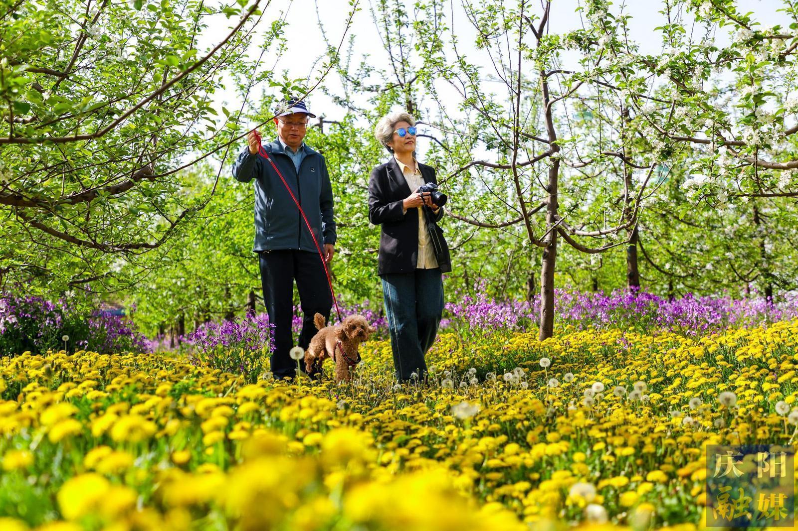 【攝影報道】夢幻果園醉游人 生態(tài)種植富果農