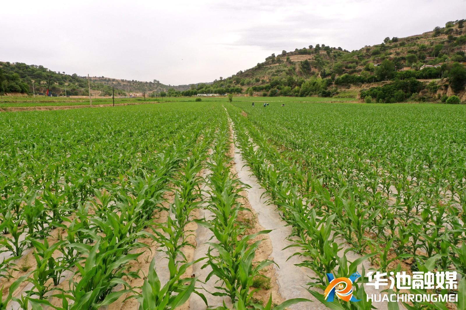 華池：建設(shè)高標準農(nóng)田 為農(nóng)業(yè)高質(zhì)量發(fā)展賦能