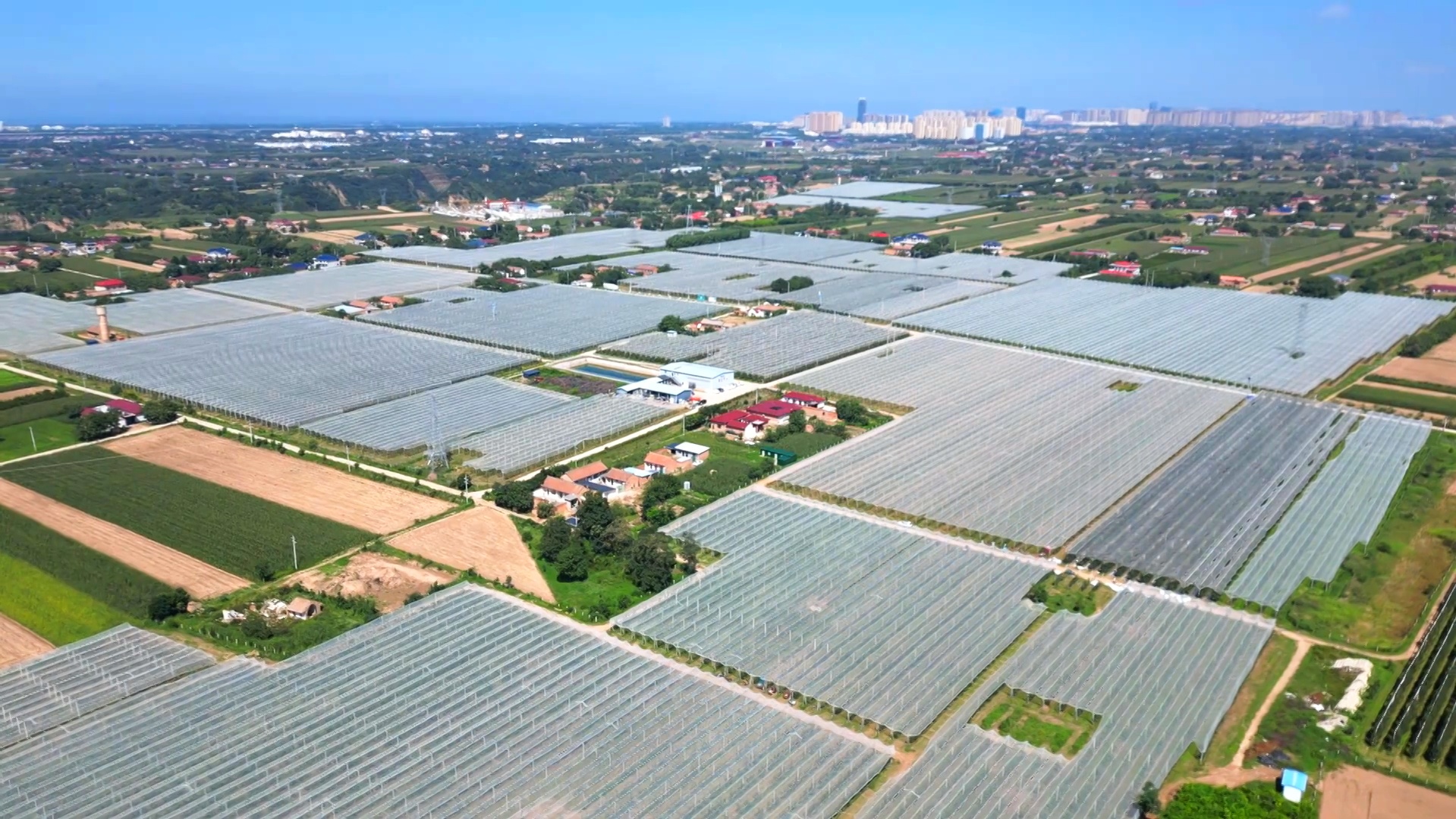 甘肅慶陽中熟蘋果走俏中秋市場 你的果盤里有它嗎？
