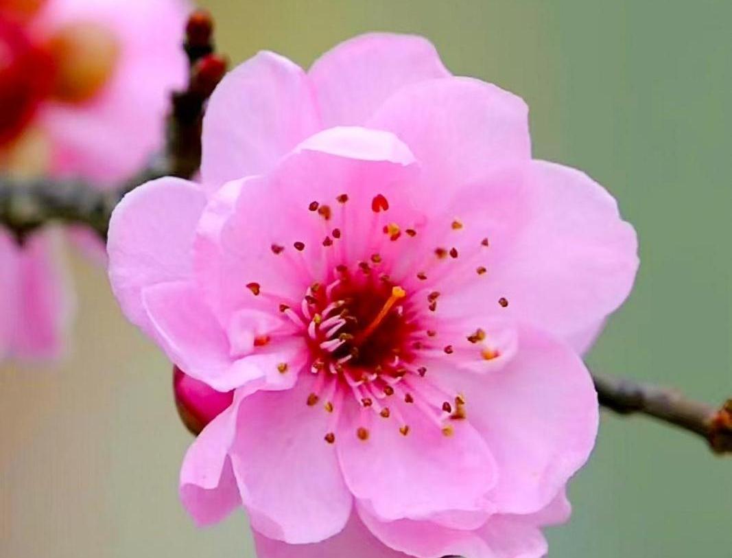 【大美慶陽】春暖花開