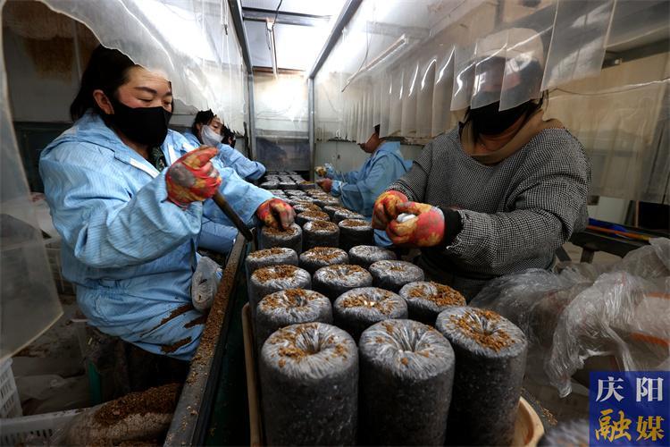 華池縣：菌菇飄香產(chǎn)業(yè)興