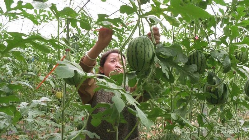 寧縣：設(shè)施農(nóng)業(yè)“蔬”寫鄉(xiāng)村振興新“答卷”