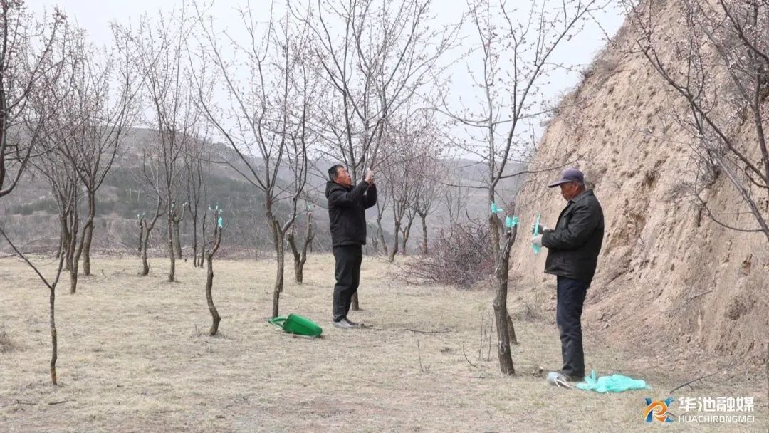 華池縣王咀子鄉(xiāng)： 田間地頭嫁接忙 特色林果助增收