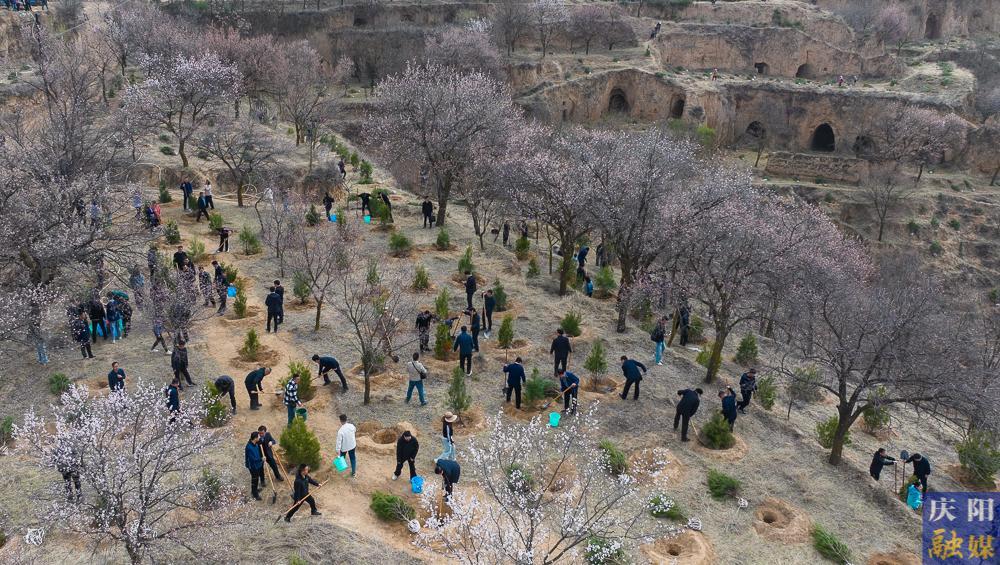 【攝影報道】再植新綠！慶陽市開展2025年義務植樹活動