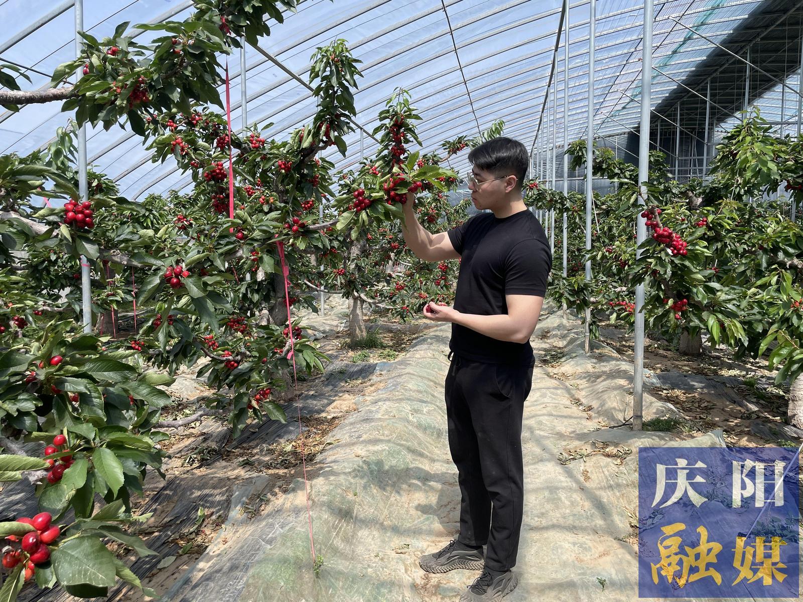 西峰區(qū)后官寨鎮(zhèn)：大棚櫻桃搶“鮮”開(kāi)園上市
