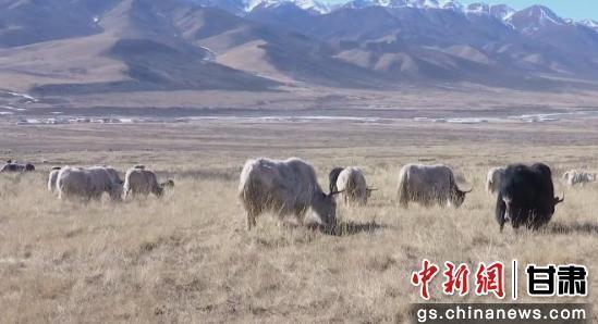 中新武威觀 | 天祝白牦牛“云端”出圈帶火產(chǎn)業(yè)鏈