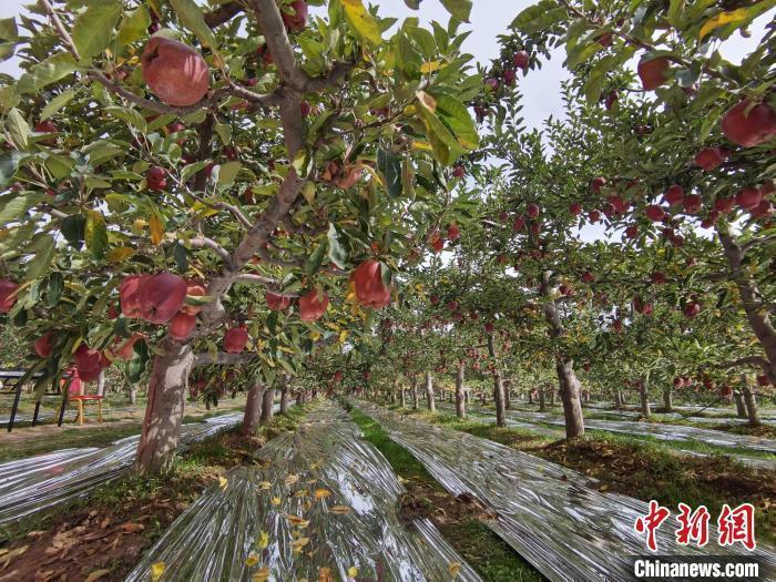 花牛蘋果故鄉(xiāng)讓天水花牛“更?！?>

                        <div   id=