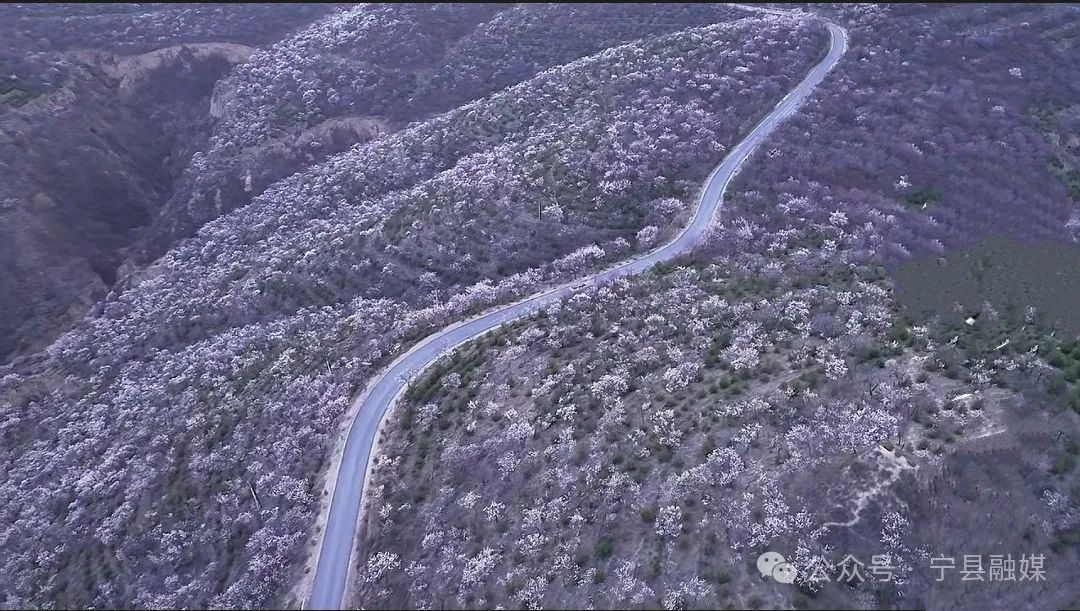 寧縣：滿(mǎn)城盡染胭脂色