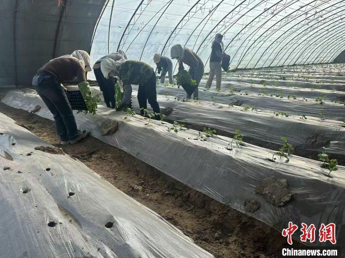 甘肅瓜州育“甜蜜”新苗，飄香絲路