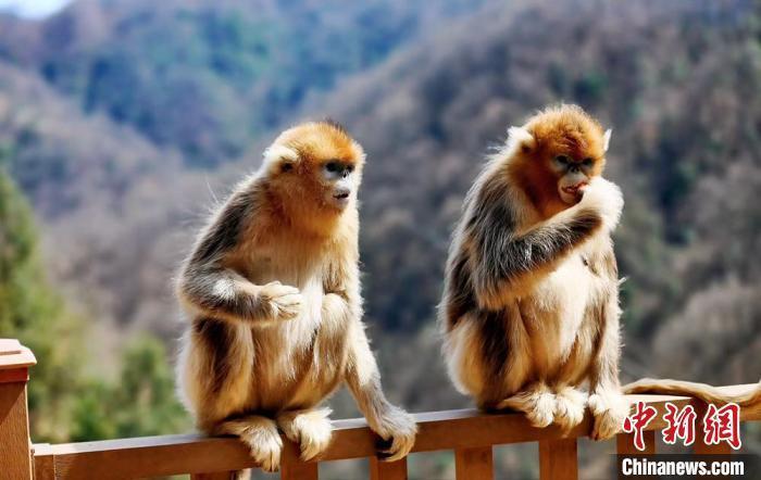 隴上江南發(fā)出“雙請(qǐng)柬”：鄉(xiāng)野有風(fēng)景亦有“錢(qián)”景