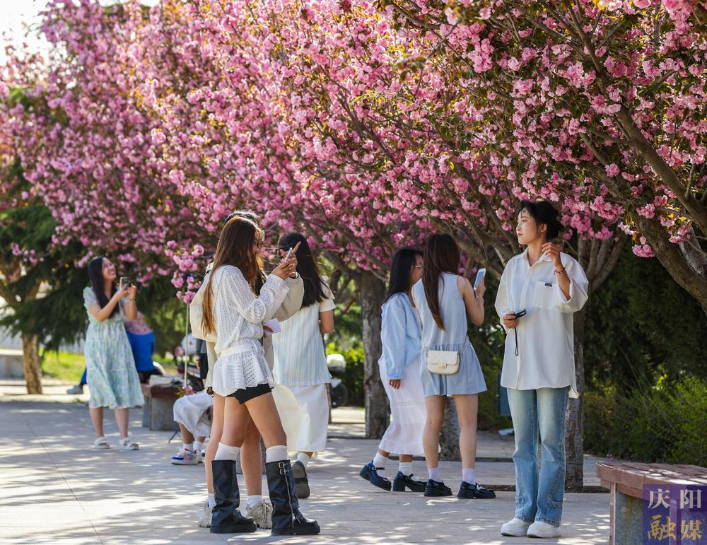 【攝影報道】 春日西峰，櫻花如詩，市民共赴浪漫花事