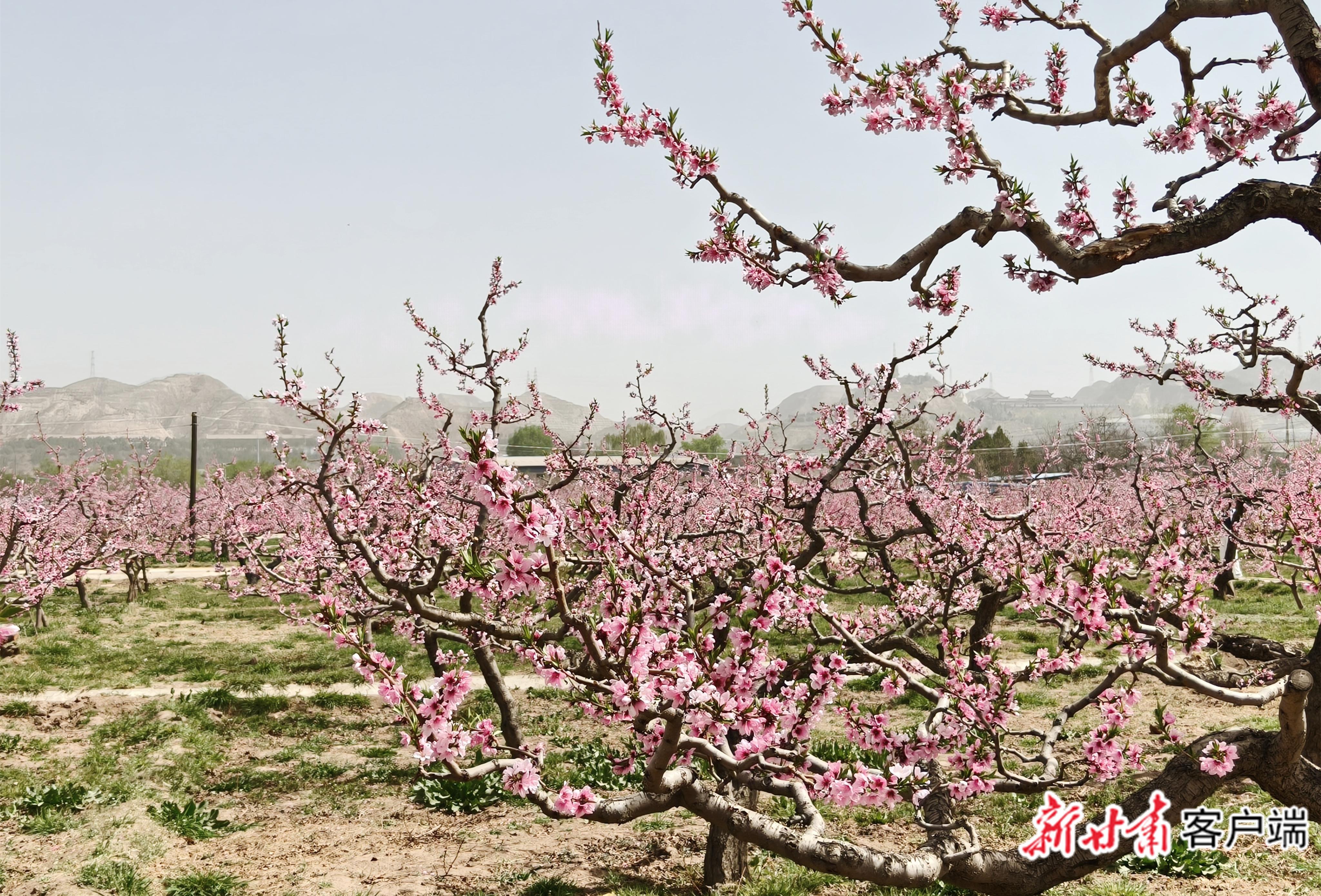十里桃花始盛開！蘭州市第42屆桃花會(huì)開幕
