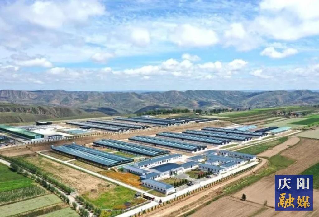 【報效祖國 建功西部】黃土地上的羊業(yè)逐夢人：李國智和他的科技團(tuán)隊