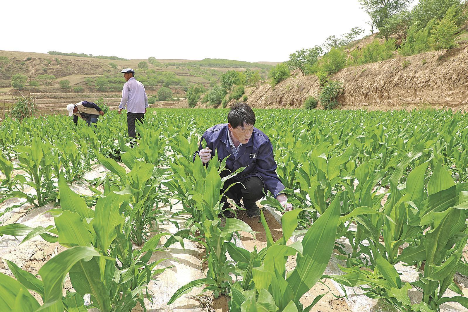 村民搶抓墑情，全力投入玉米管護(hù)、缺苗補(bǔ)種等農(nóng)事當(dāng)中