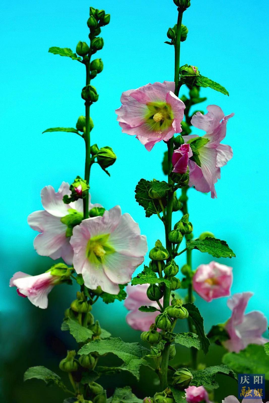 【大美慶陽(yáng)】蜀葵花開