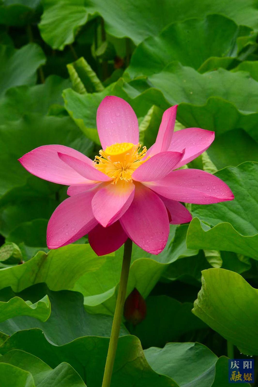 【大美慶陽(yáng)】荷花綻放